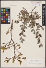 Foto von Salix aurita L. x Salix repens L.